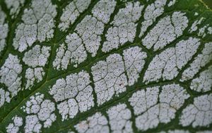 Preview wallpaper plant, leaf, veins, macro