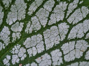 Preview wallpaper plant, leaf, veins, macro