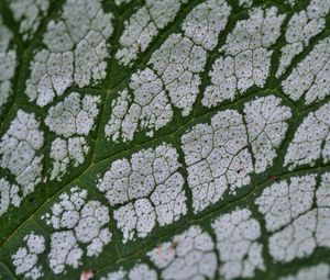 Preview wallpaper plant, leaf, veins, macro