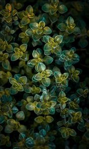 Preview wallpaper plant, leaves, aerial view