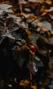 Preview wallpaper plant, leaves, berry, wet, macro