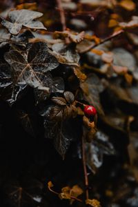 Preview wallpaper plant, leaves, berry, wet, macro