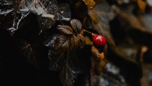 Preview wallpaper plant, leaves, berry, wet, macro