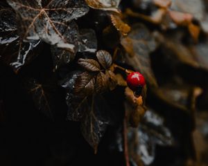 Preview wallpaper plant, leaves, berry, wet, macro