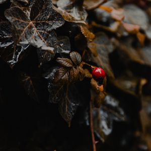 Preview wallpaper plant, leaves, berry, wet, macro