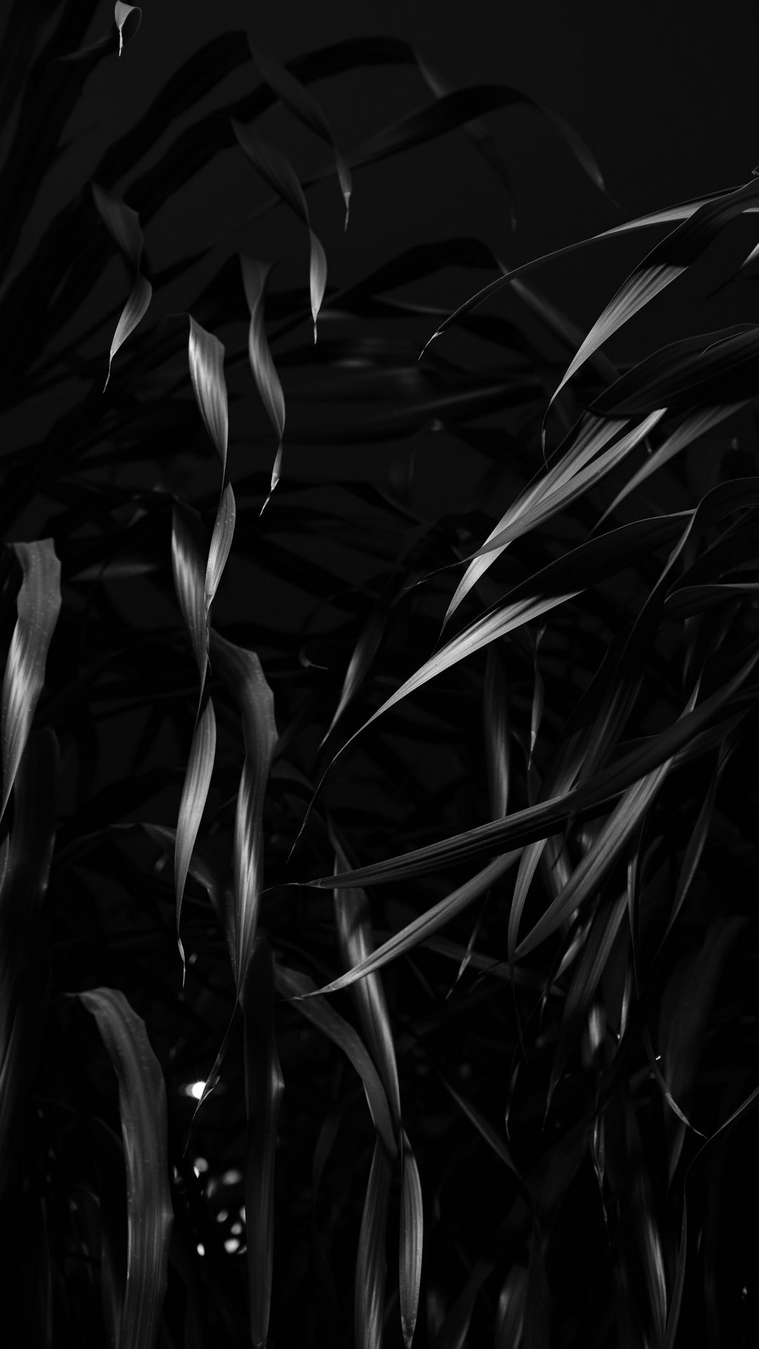 1080x1920 Wallpaper plant, leaves, black, bw