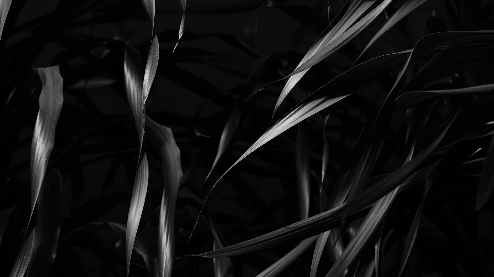 1600x900 Wallpaper plant, leaves, black, bw