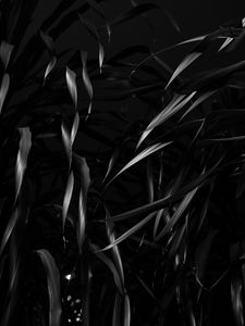 Preview wallpaper plant, leaves, black, bw