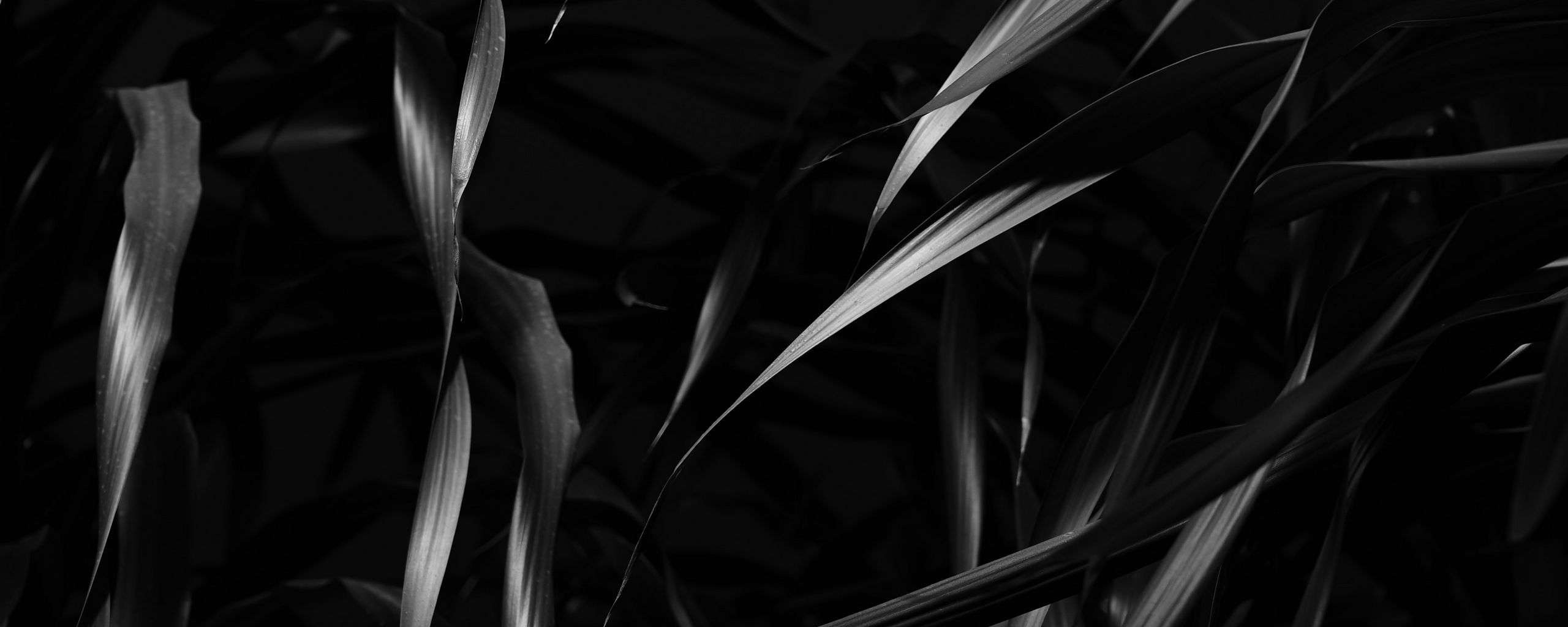 2560x1024 Wallpaper plant, leaves, black, bw
