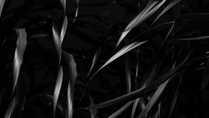 Preview wallpaper plant, leaves, black, bw
