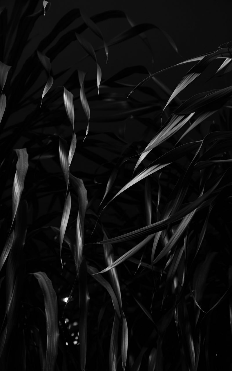 800x1280 Wallpaper plant, leaves, black, bw