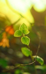 Preview wallpaper plant, leaves, blur, light, macro