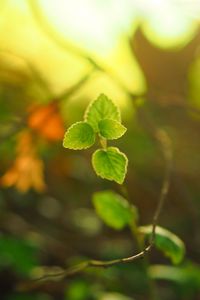 Preview wallpaper plant, leaves, blur, light, macro