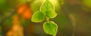 Preview wallpaper plant, leaves, blur, light, macro