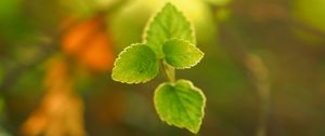 Preview wallpaper plant, leaves, blur, light, macro