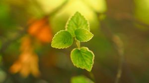 Preview wallpaper plant, leaves, blur, light, macro