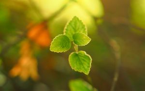 Preview wallpaper plant, leaves, blur, light, macro
