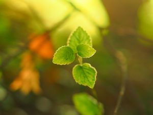 Preview wallpaper plant, leaves, blur, light, macro
