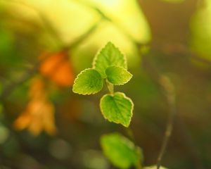 Preview wallpaper plant, leaves, blur, light, macro