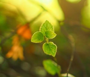 Preview wallpaper plant, leaves, blur, light, macro