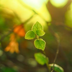 Preview wallpaper plant, leaves, blur, light, macro