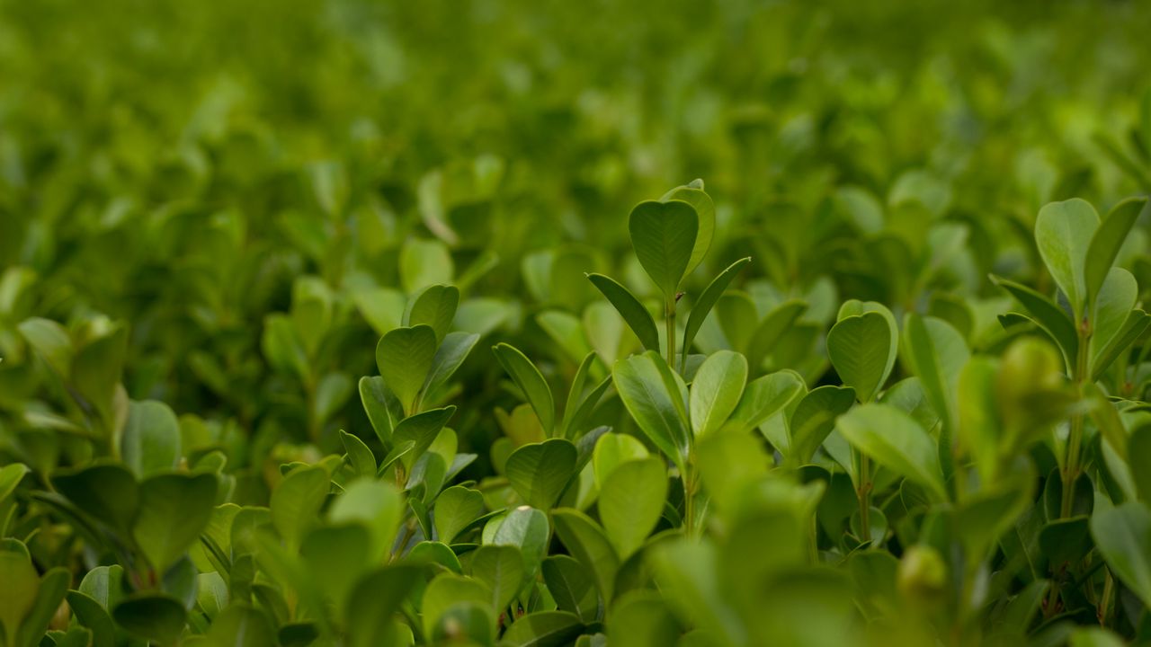 Wallpaper plant, leaves, blur, macro, green