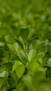 Preview wallpaper plant, leaves, blur, macro, green