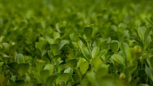 Preview wallpaper plant, leaves, blur, macro, green