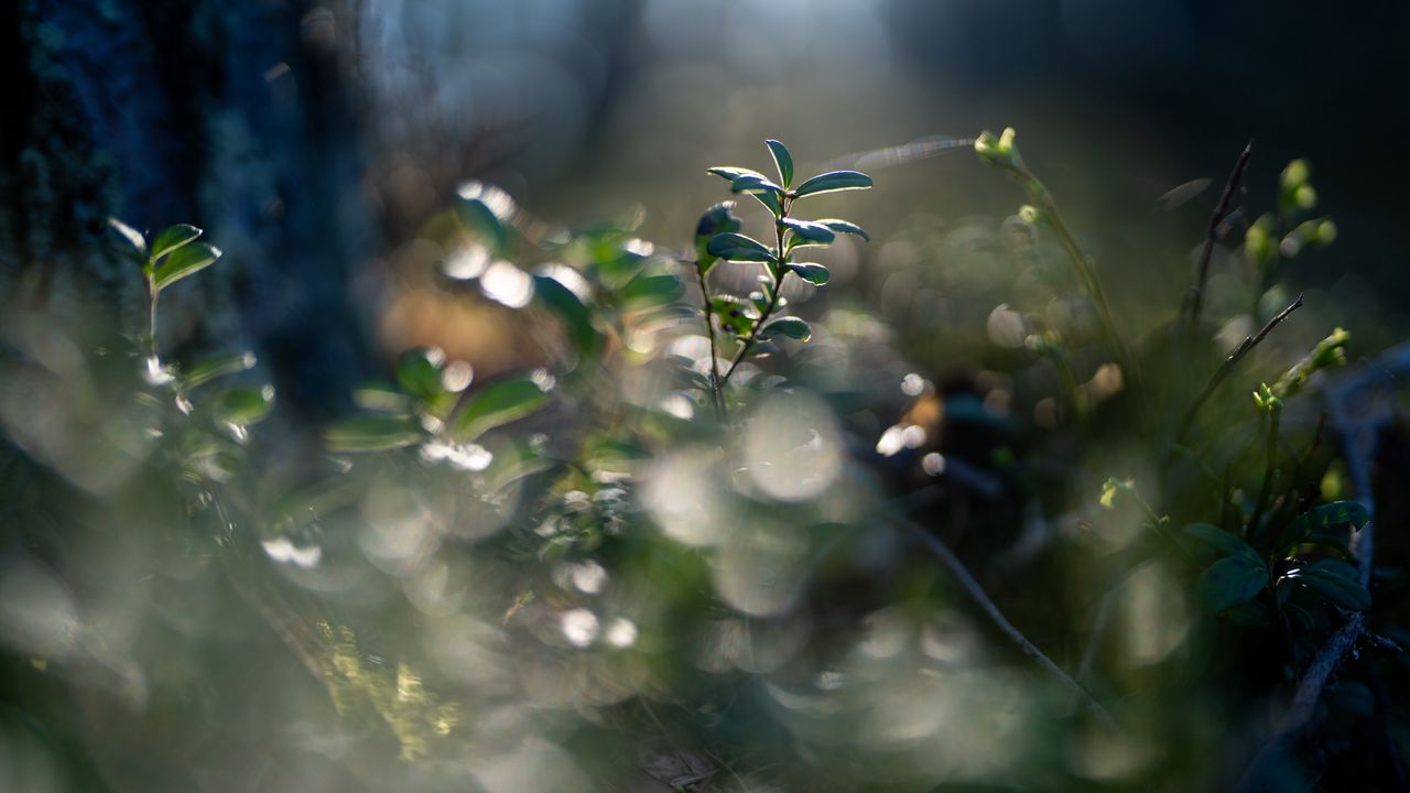 Wallpaper plant, leaves, blur, green, macro