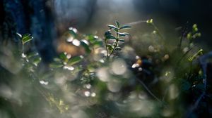 Preview wallpaper plant, leaves, blur, green, macro
