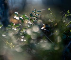 Preview wallpaper plant, leaves, blur, green, macro