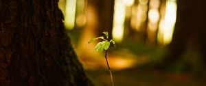 Preview wallpaper plant, leaves, blur