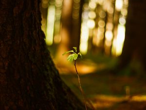 Preview wallpaper plant, leaves, blur
