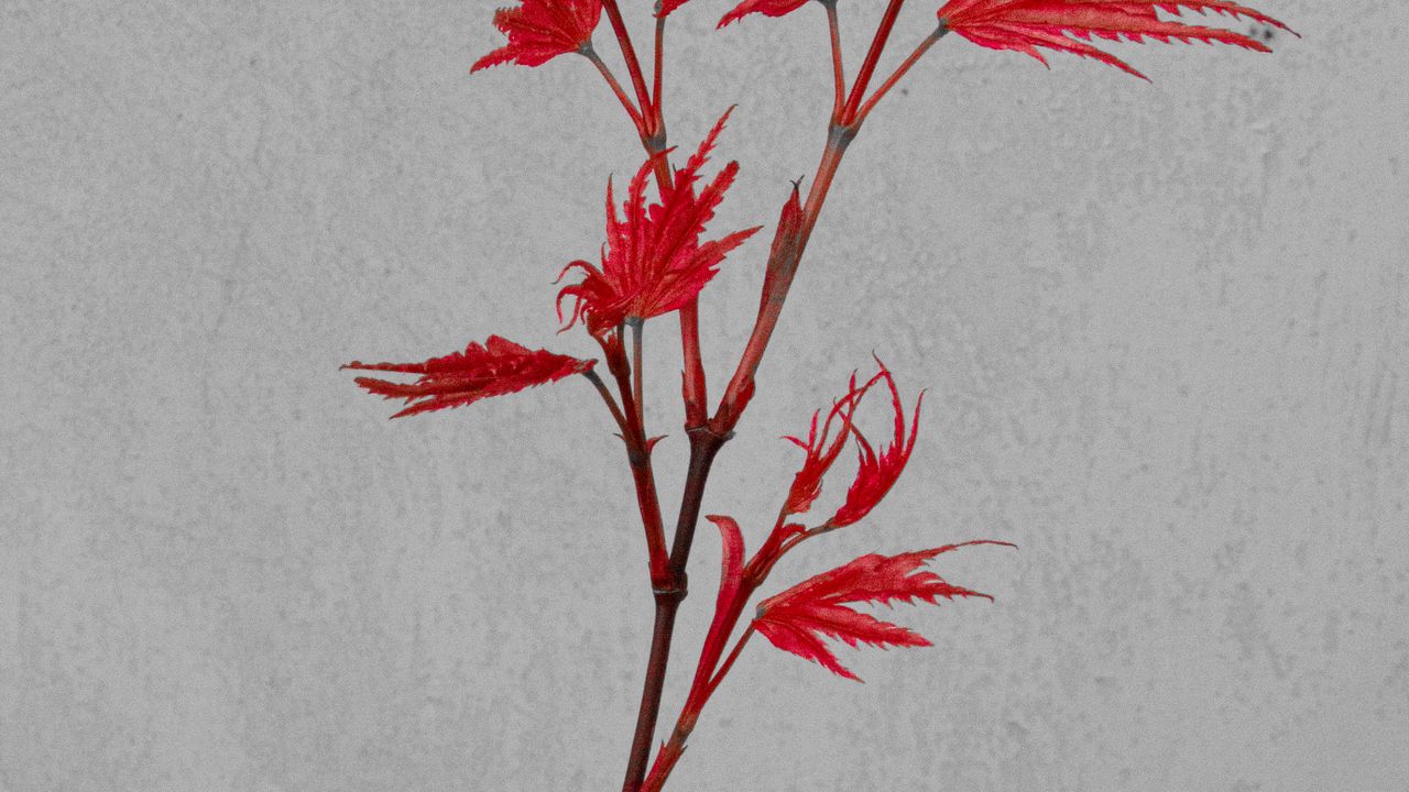 Wallpaper plant, leaves, branch, red