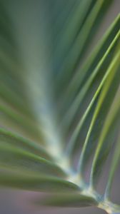 Preview wallpaper plant, leaves, branch, macro, blur