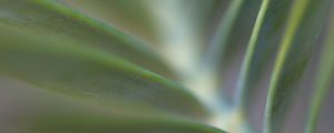 Preview wallpaper plant, leaves, branch, macro, blur