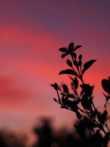 Preview wallpaper plant, leaves, branch, silhouette, sunset, dark