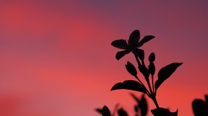 Preview wallpaper plant, leaves, branch, silhouette, sunset, dark