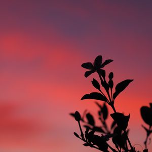 Preview wallpaper plant, leaves, branch, silhouette, sunset, dark