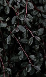 Preview wallpaper plant, leaves, branches