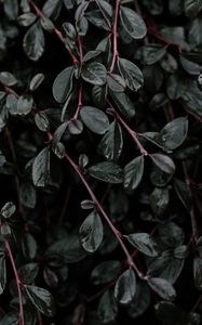 Preview wallpaper plant, leaves, branches