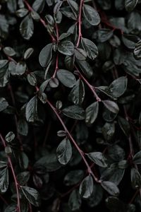 Preview wallpaper plant, leaves, branches
