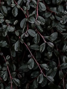 Preview wallpaper plant, leaves, branches