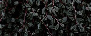 Preview wallpaper plant, leaves, branches