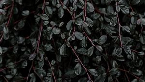 Preview wallpaper plant, leaves, branches