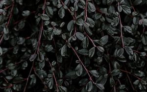 Preview wallpaper plant, leaves, branches