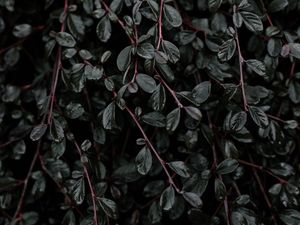 Preview wallpaper plant, leaves, branches