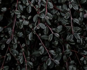 Preview wallpaper plant, leaves, branches