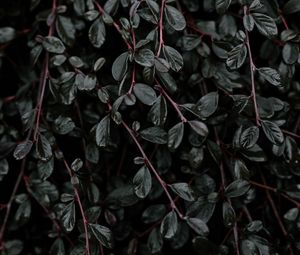 Preview wallpaper plant, leaves, branches