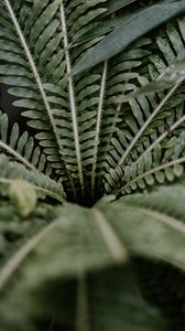 Preview wallpaper plant, leaves, branches, green